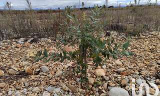 Terrain  8600 m² à vendre à Rochegude (26790)