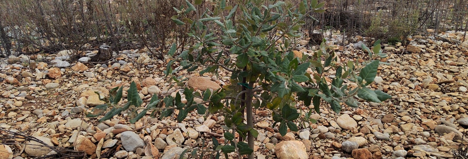 Terrain  8600 m² à vendre à Rochegude (26790)