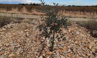 Terrain  13690 m² à vendre à Rochegude (26790)