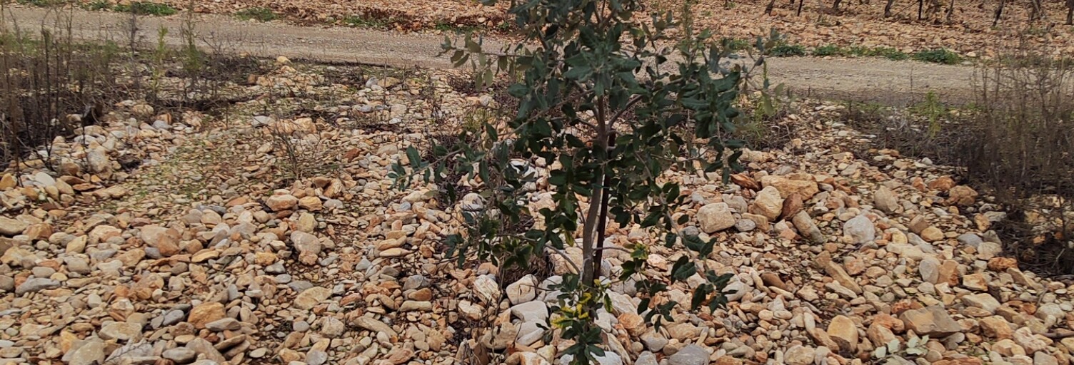 Terrain  13690 m² à vendre à Rochegude (26790)