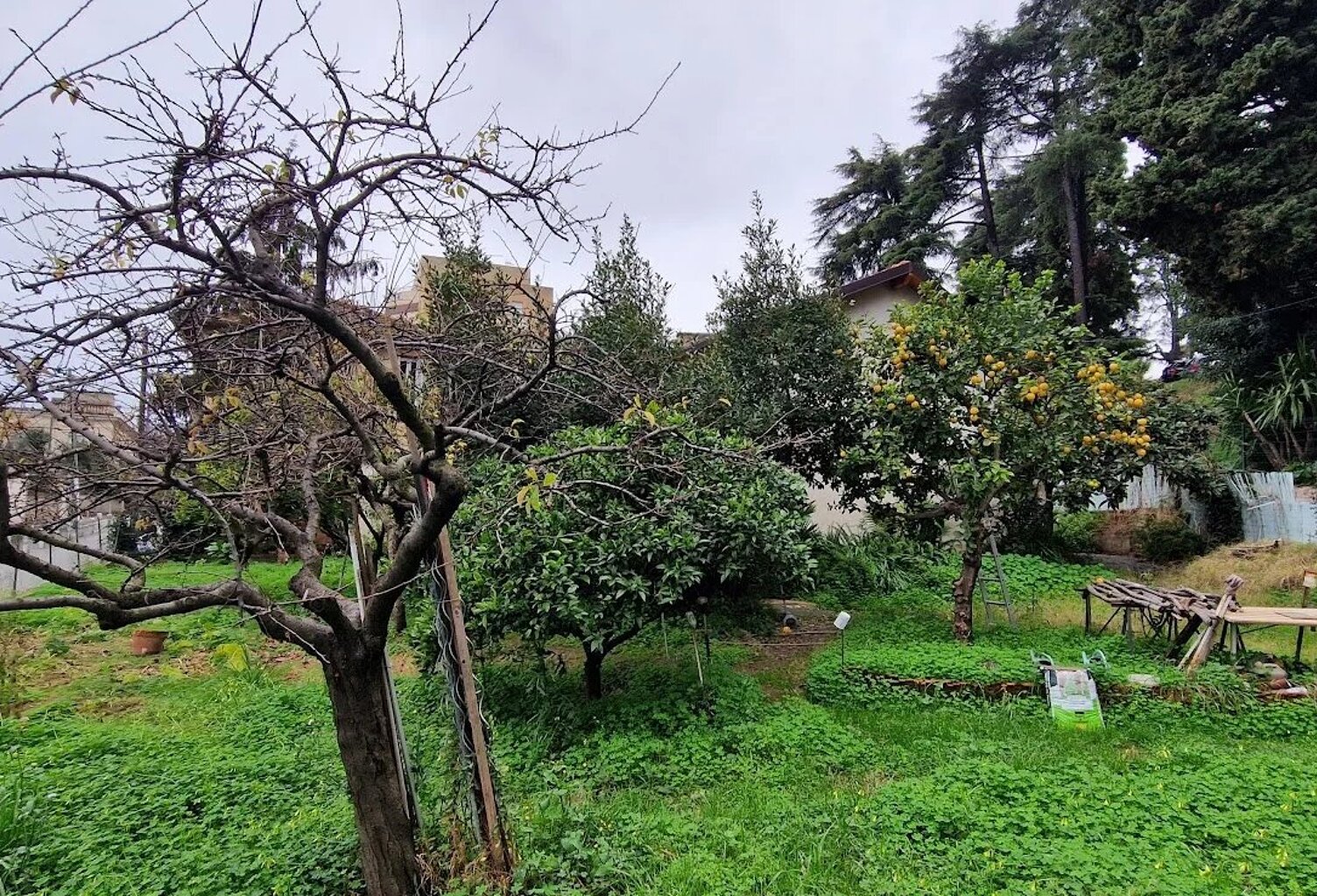 Nice sainte marguerite — photo 1