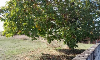 Photo N° 4