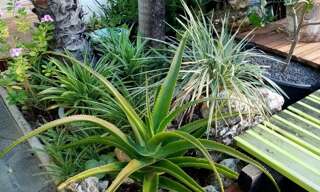 Divers 12 Pièces 220 m² à vendre à Sainte-Anne (97180)