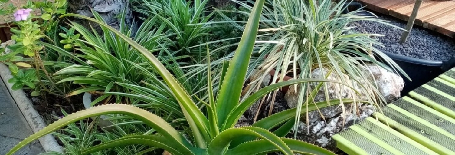 Divers 12 Pièces 220 m² à vendre à Sainte-Anne (97180)