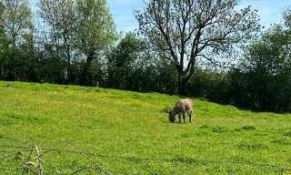 Photo N° 5