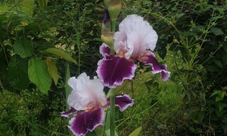 Photo N° 4