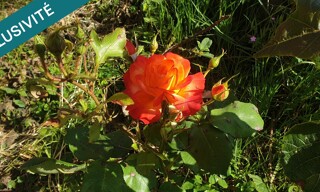 Photo N° 5