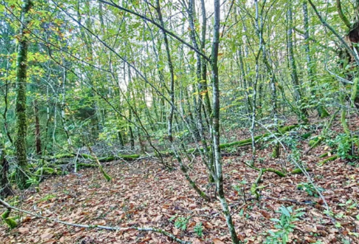EN EXCLUSIVITE - PAREMPUYRE - Terrain boisé de 8756 m2 — photo 1