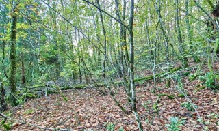 Terrain  8756 m² à vendre à Parempuyre (33290)