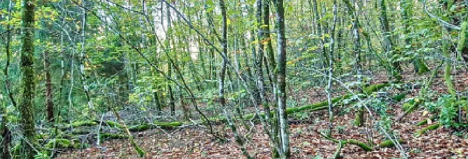 Terrain  8756 m² à vendre à Parempuyre (33290)