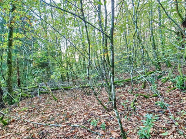EN EXCLUSIVITE - PAREMPUYRE - Terrain boisé de 8756 m2 — photo 1