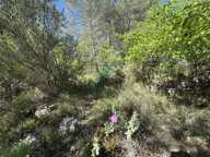 Le Rouret - Terrain inconstructible — photo 4