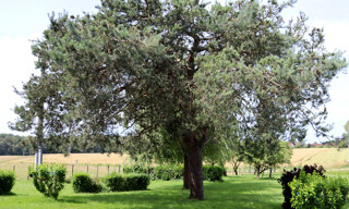 Photo N° 2