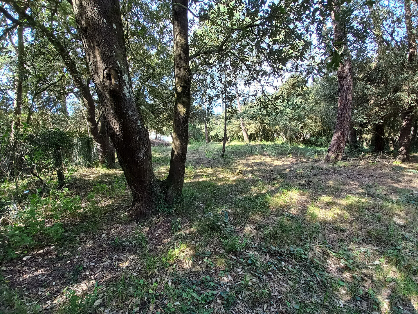 Terrain  à vendre Saint-Pierre-d'Oléron 17310