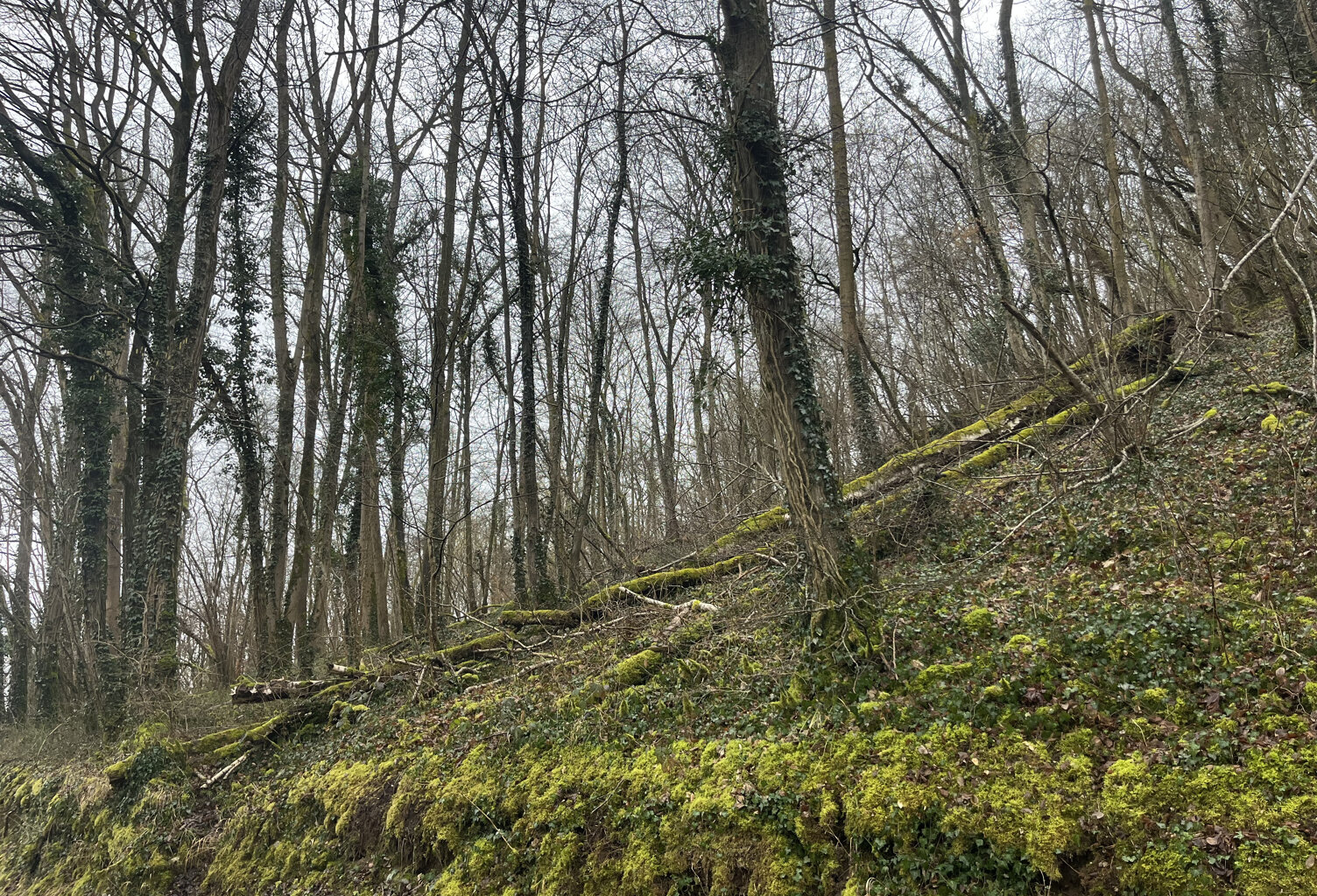 Parcelle de Bois — photo 1