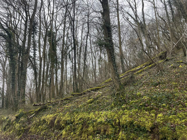 Parcelle de Bois — photo du bien