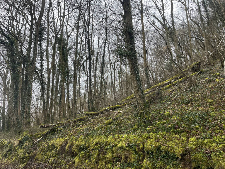 Parcelle de Bois — photo 1