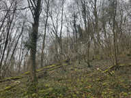 Parcelle de Bois — photo 2