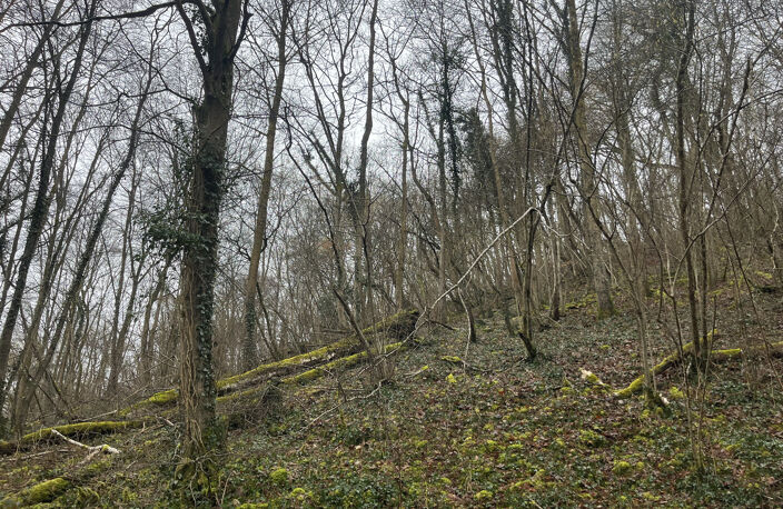 Parcelle de Bois — photo 2