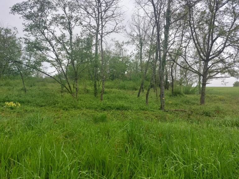 Terrain À Vendre — photo 1