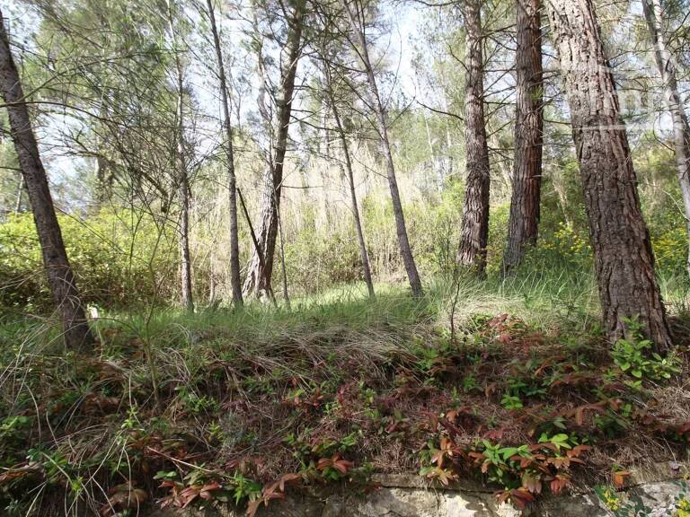 A vendre une villa sur un beau terrain boisé avec une source — photo 1