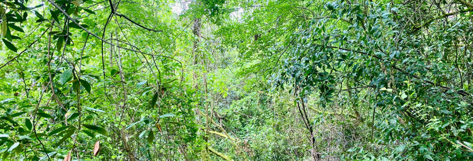 Maison  2300 m² à vendre à Saint-Caprais-de-Bordeaux (33880)