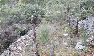 Photo N° 6