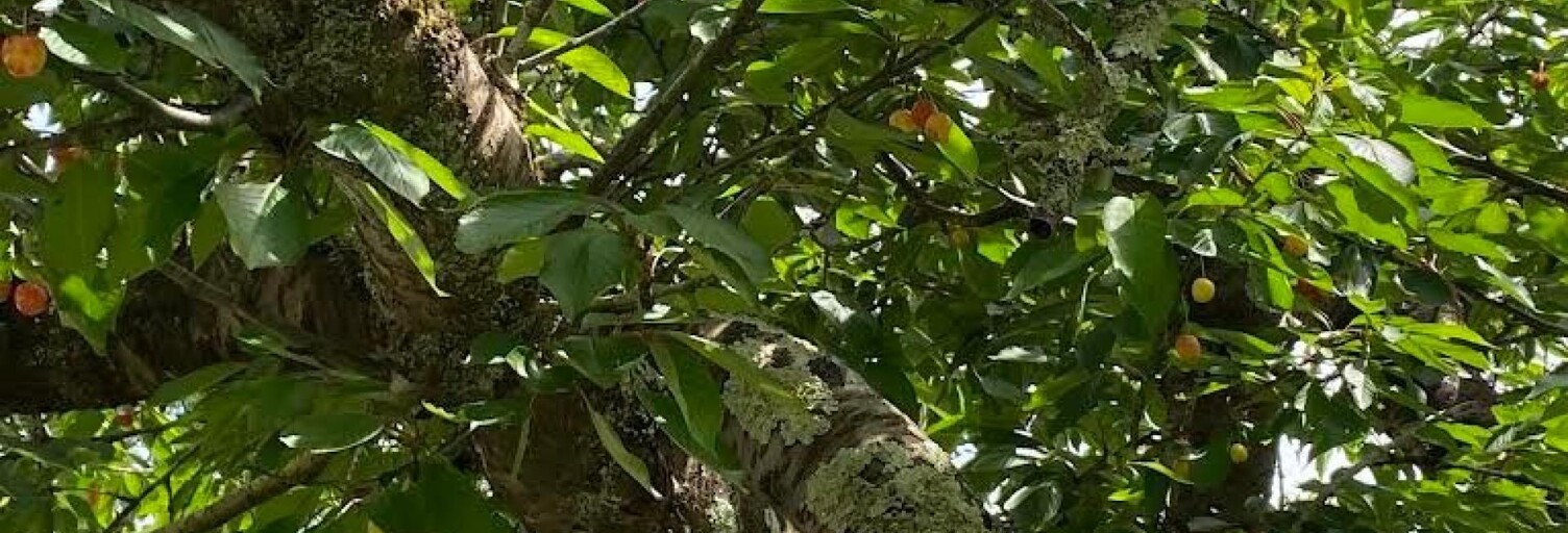 Maison 5 Pièces 96 m² à vendre à Argagnon (64300)