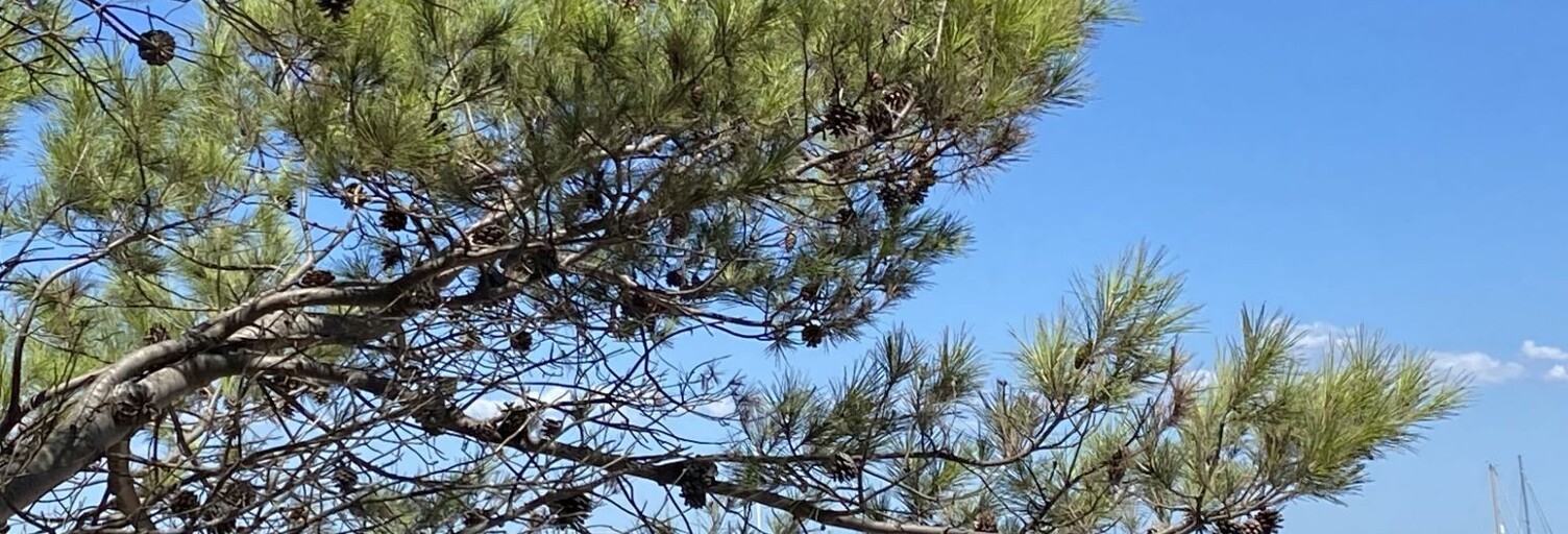 Appartement 5 Pièces 116 m² à vendre à La Londe-les-Maures (83250)