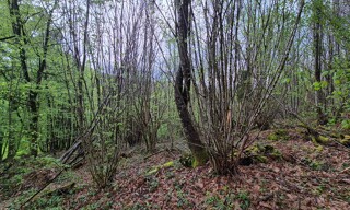 Photo N° 2