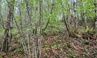 Photo N° 3