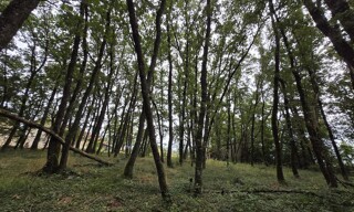 Photo N° 7