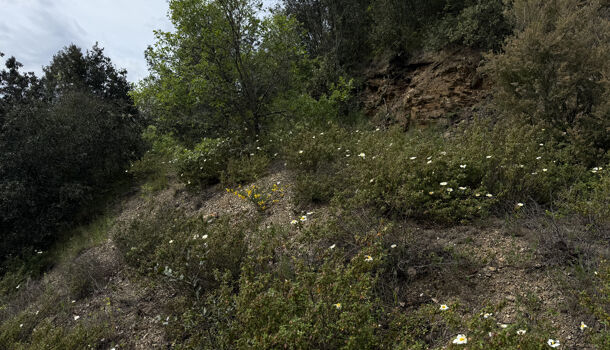 Terrain  à vendre Reynès 66400