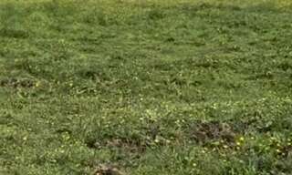 Terrain  40759 m² à vendre à Ambarès-et-Lagrave (33440)