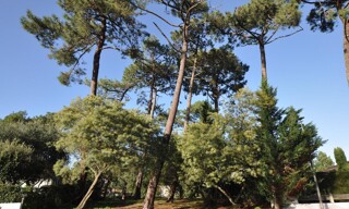 Maison 5 Pièces 140 m² à vendre à Arcachon (33120)