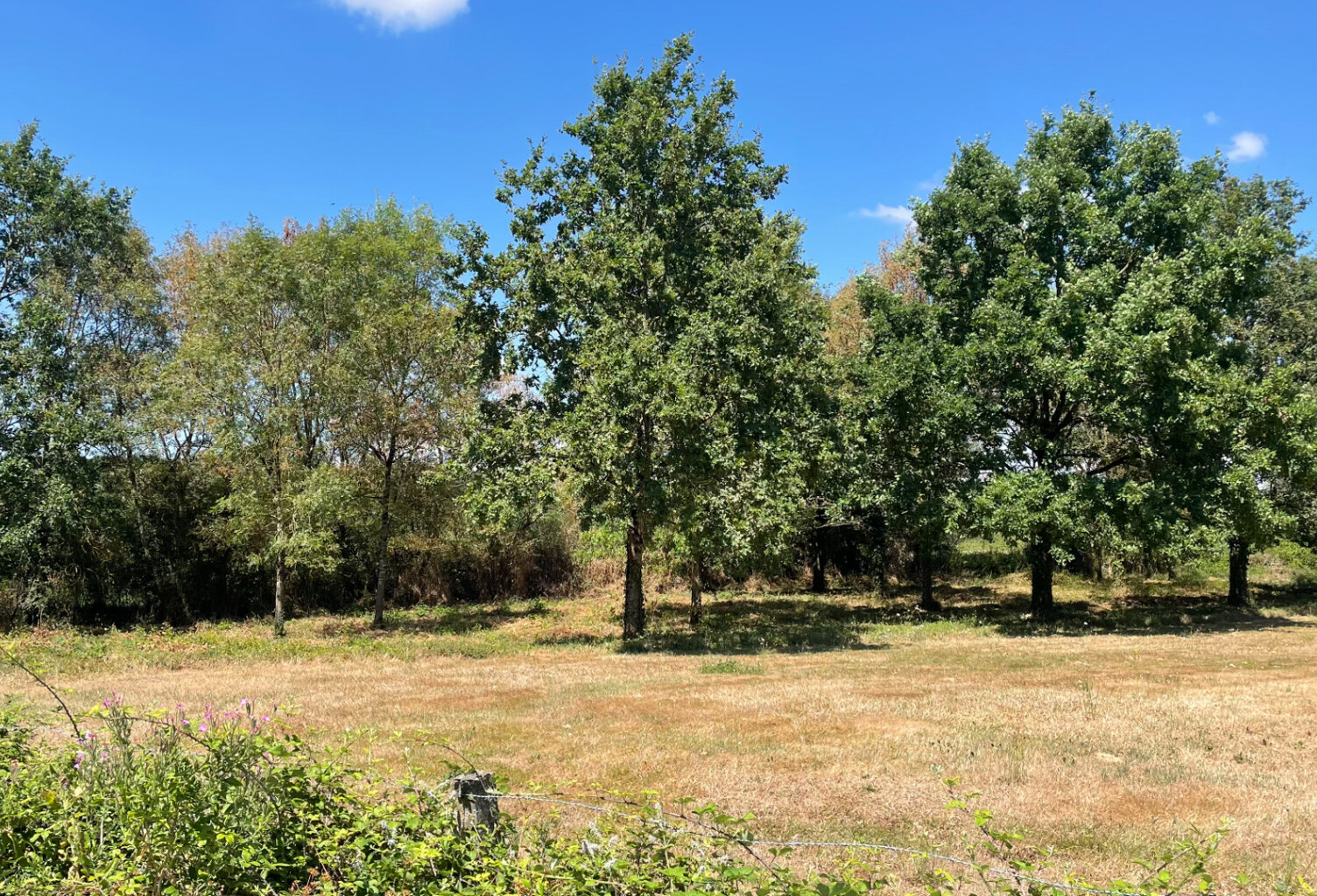 Ensemble immobilier 42 hectares - Saint Christophe Du Ligneron — photo 1