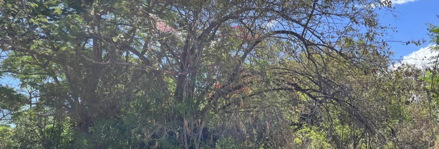 Terrain  492 m² à vendre à Saint-Pierre (97410)