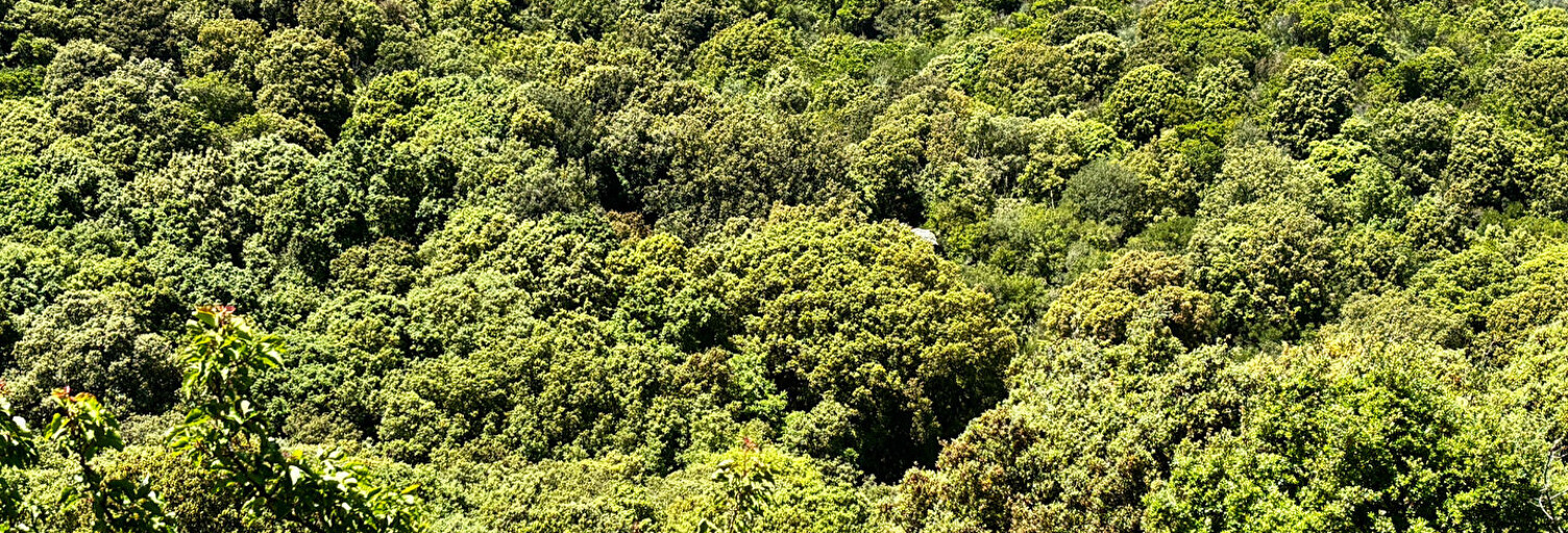 Terrain  23704 m² à vendre à Appietto (20167)