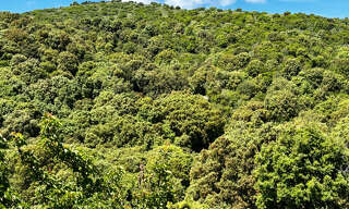 Terrain  23704 m² à vendre à Appietto (20167)