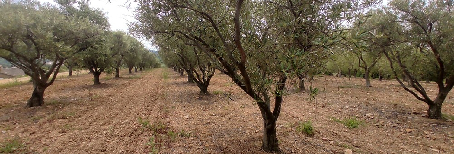 Terrain  7000 m² à vendre à Gabian (34320)