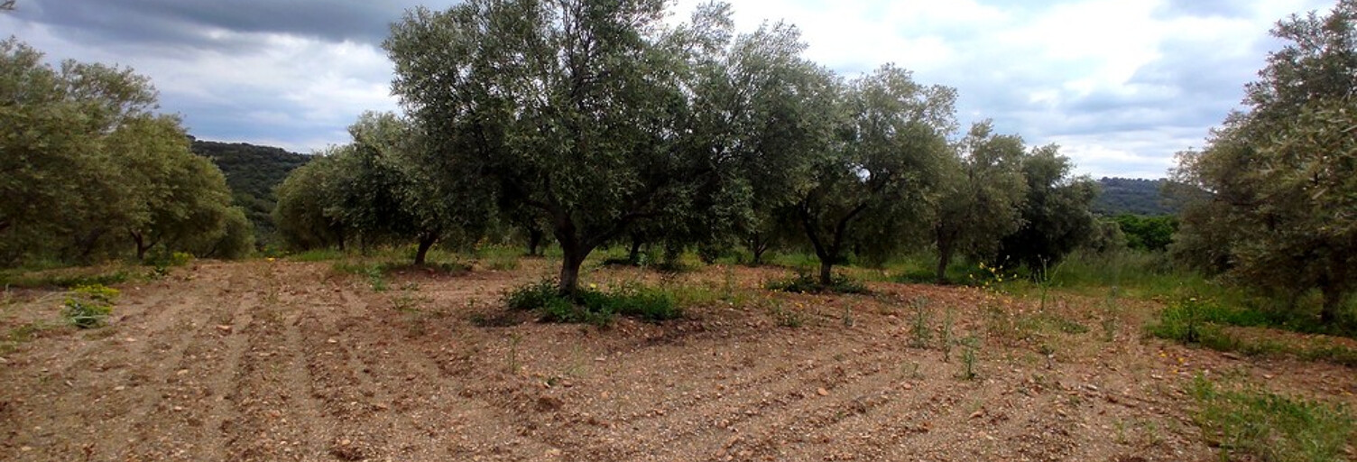 Terrain  8000 m² à vendre à Pézenas (34120)