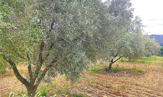 Photo N° 4