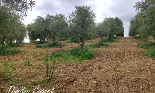 Photo N° 5