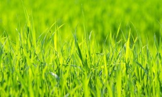 Terrain  820 m² à vendre à Beauvais-sur-Matha (17490)