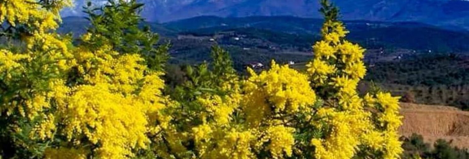 Maison 6 Pièces 200 m² à vendre à Saint-Cyprien (66750)