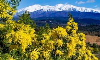 Maison 6 Pièces 200 m² à vendre à Saint-Cyprien (66750)