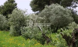 Terrain  5950 m² à vendre à Fontvieille (13990)
