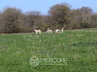ENCLOS CYNEGETIQUE AVEC ETANG — photo 3