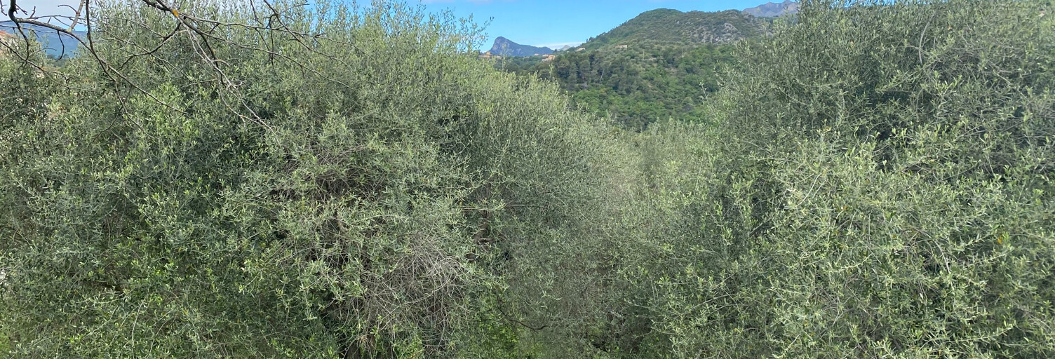 Terrain  11150 m² à vendre à Saint-Blaise (06670)