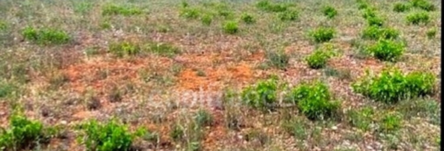 Terrain  983 m² à vendre à Puisserguier (34620)